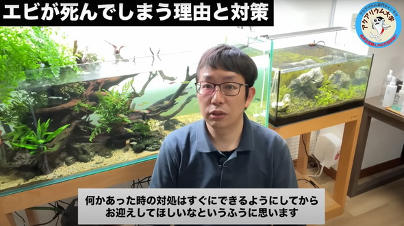 水槽のエビがすぐに死んでしまう原因