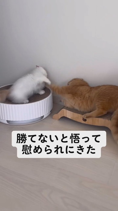 兄猫にちょっかいを出す子猫