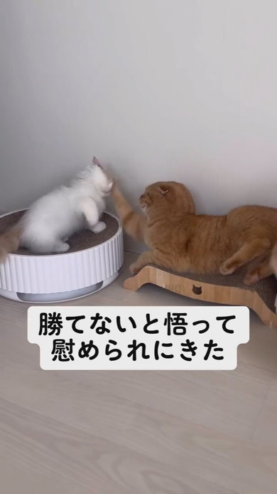 兄猫にちょっかいを出す子猫