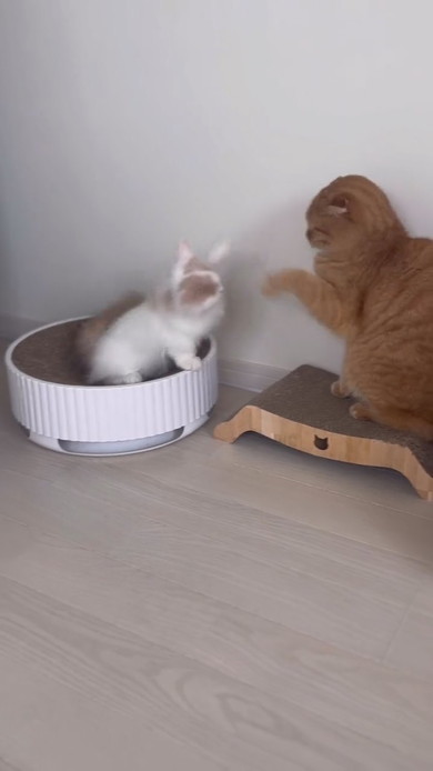 兄猫にちょっかいを出す子猫