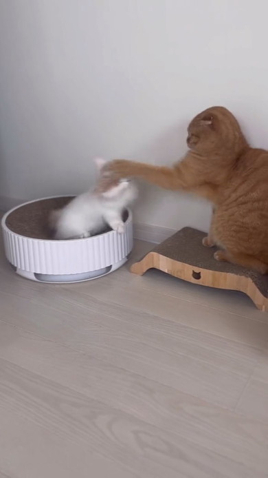 兄猫にちょっかいを出す子猫