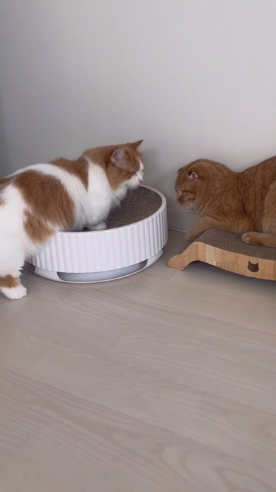 兄猫にちょっかいを出す子猫