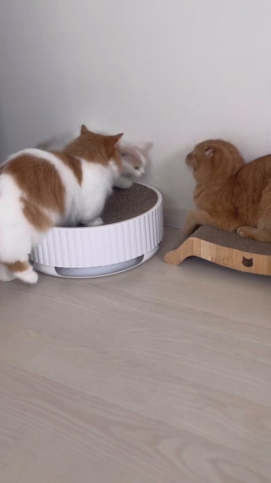 兄猫にちょっかいを出す子猫