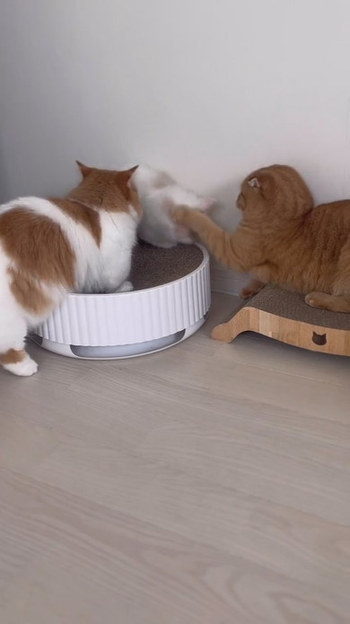 兄猫にちょっかいを出す子猫