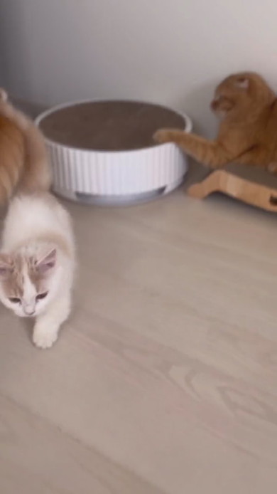 兄猫にちょっかいを出す子猫