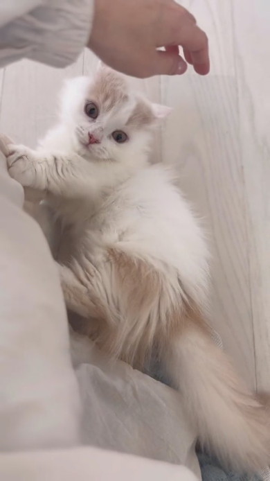 兄猫にちょっかいを出す子猫