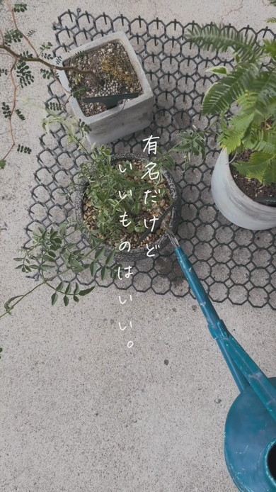 鉢植えの水切りには猫よけマットが便利