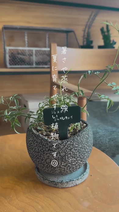 300円で購入した植物の植え替え