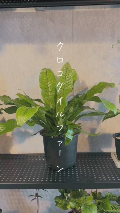 クロコダイルファーンの紹介