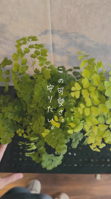 アジアンタムを育てるコツ