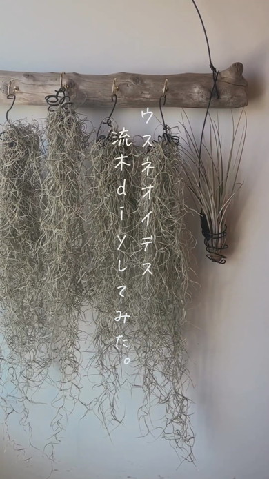 スパニッシュモスの飾り方
