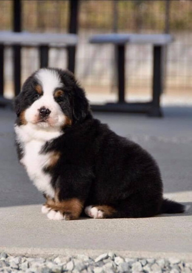 バーニーズの子犬の姿