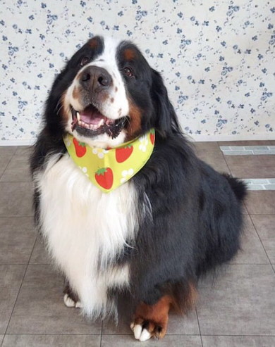 バーニーズの成犬の姿