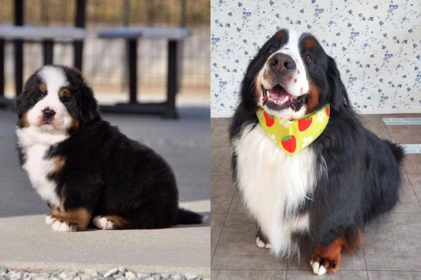 バーニーズの子犬と成犬のビフォーアフター