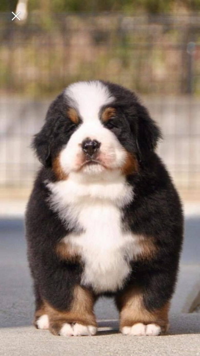 バーニーズの子犬