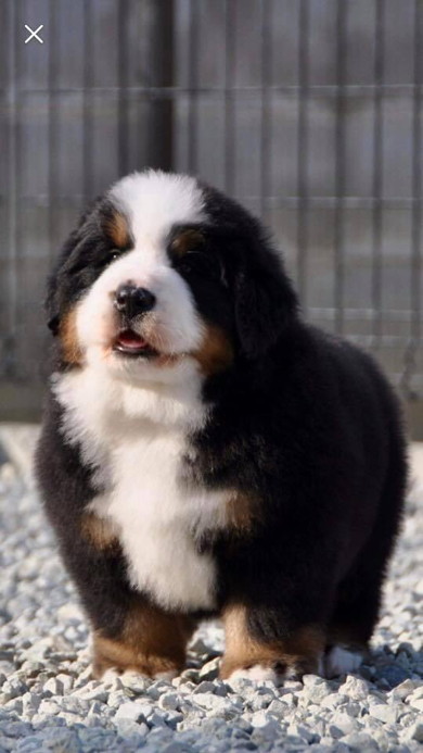 バーニーズの子犬