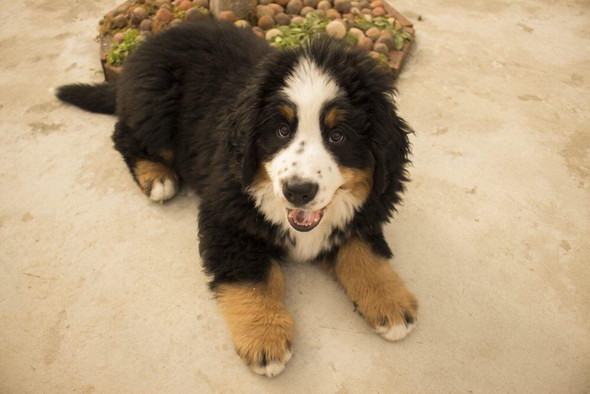 バーニーズの子犬