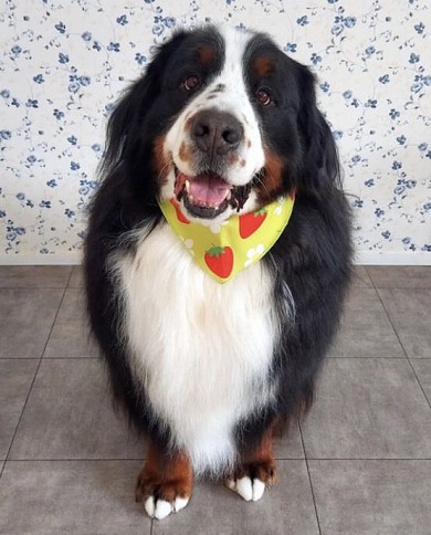 バーニーズの成犬