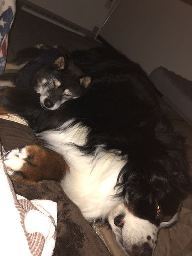 バーニーズと黒柴ワンコ