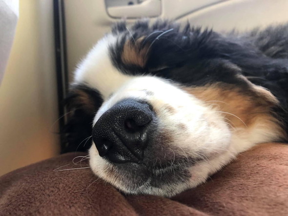 バーニーズの子犬