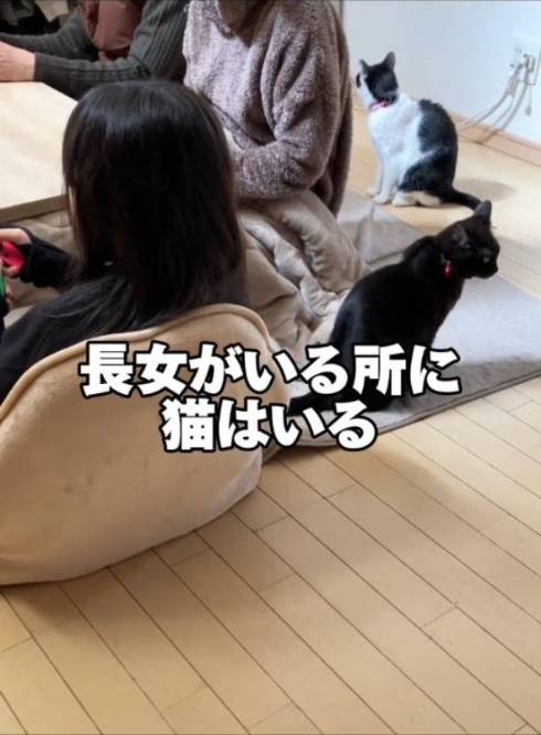 猫 こひめちゃん ぽんずちゃん 長女さん
