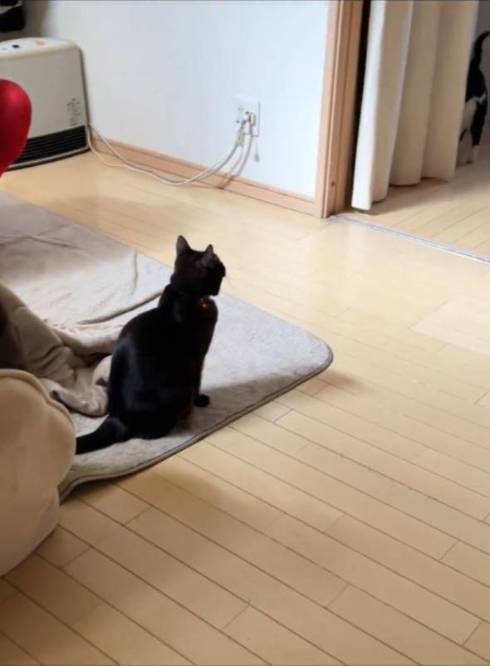 猫 こひめちゃん ぽんずちゃん 長女さん