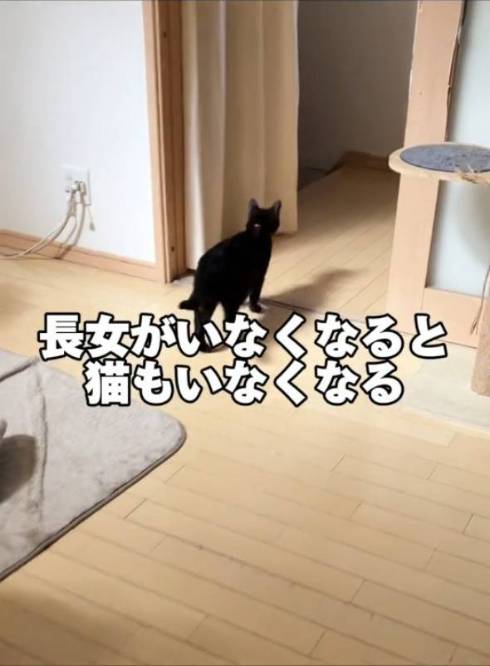 猫 こひめちゃん ぽんずちゃん 長女さん
