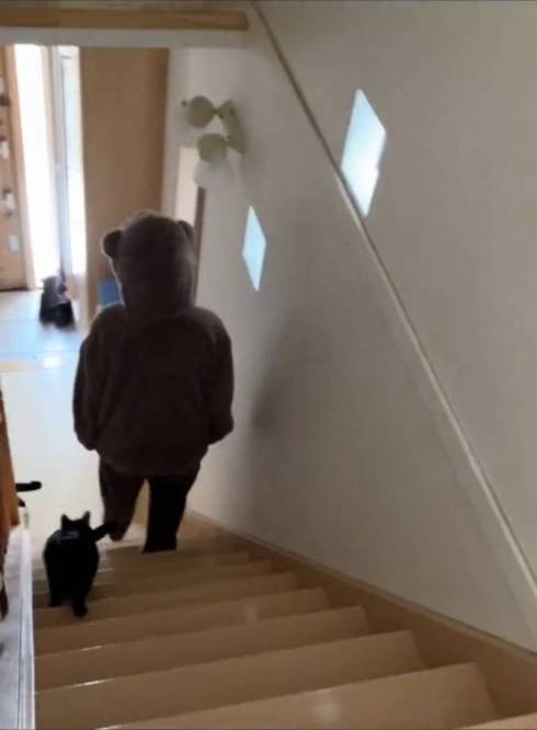 猫 こひめちゃん ぽんずちゃん 長女さん