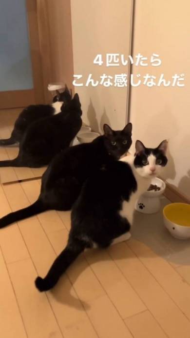 猫 こひめちゃん ぽんずちゃん 長女さん