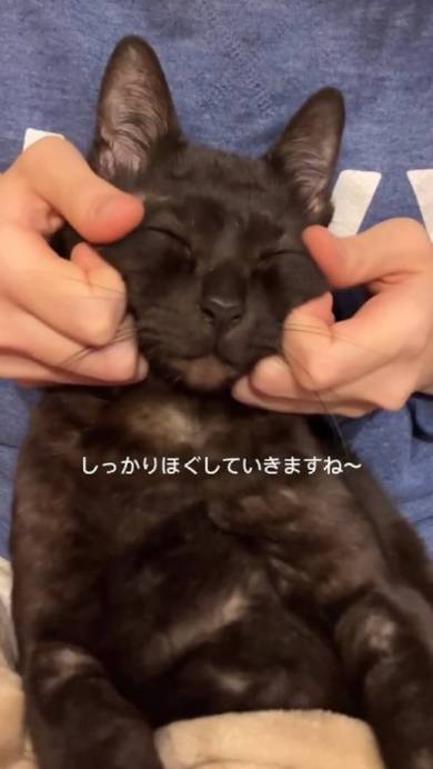 猫 こひめちゃん ぽんずちゃん 長女さん