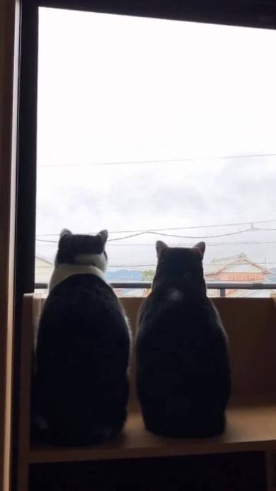 猫 こひめちゃん ぽんずちゃん 長女さん