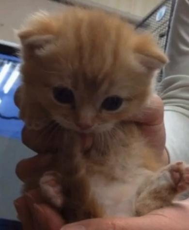 兄猫11歳のバースデー