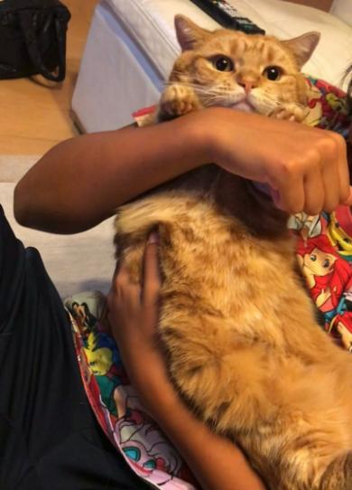 兄猫11歳のバースデー