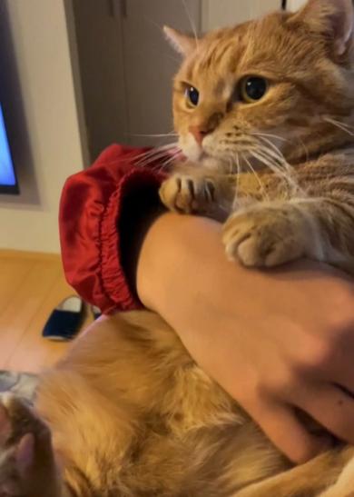 兄猫11歳のバースデー