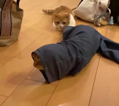 ズボンにもぐり込む兄猫