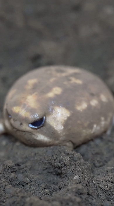 左前を向くアメフクラガエル