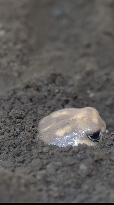 土にもぐって目を開けているアメフクラガエル