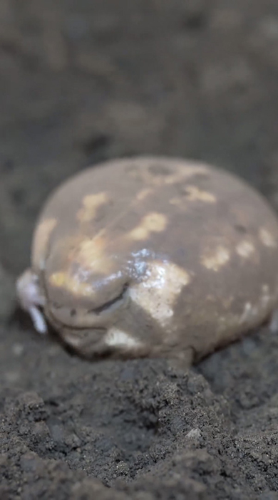 顔をくしくしするアメフクラガエル