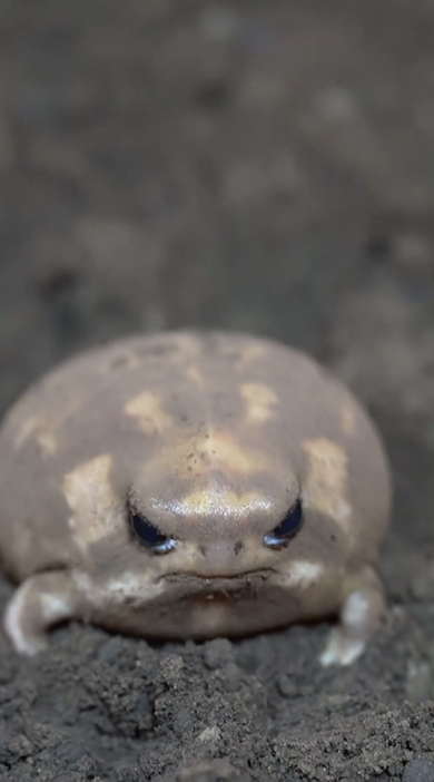 正面向きのアメフクラガエル