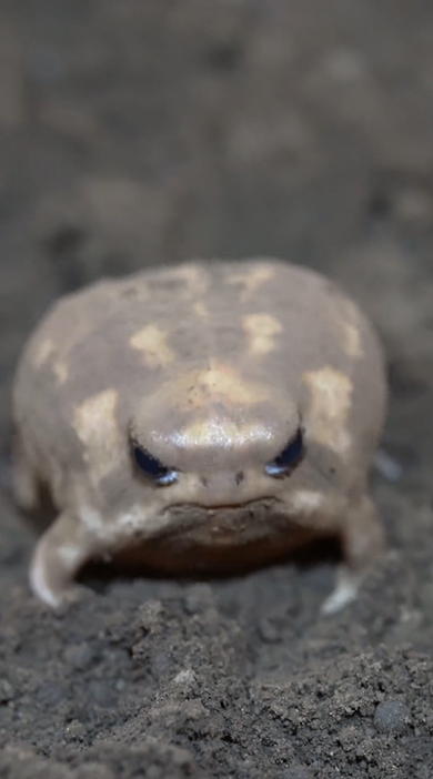 体を上に動かす正面向きのアメフクラガエル
