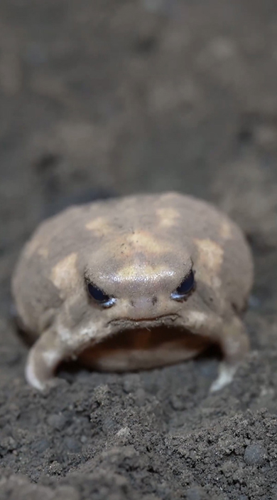 体を下に動かす正面向きのアメフクラガエル