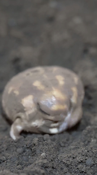 正面向きで顔をくしくしするアメフクラガエル