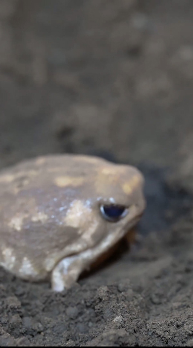 右を向くアメフクラガエル