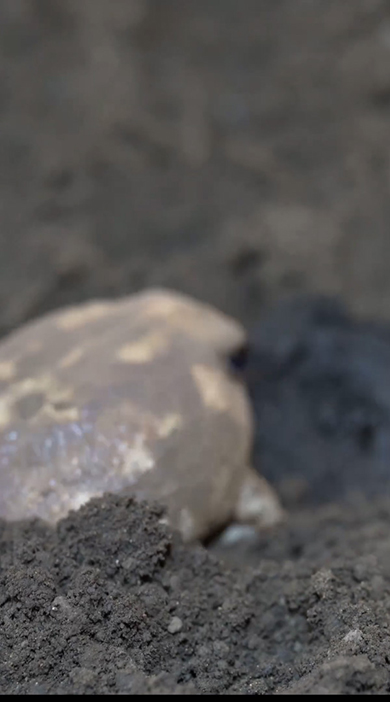 アメフクラガエルの背中