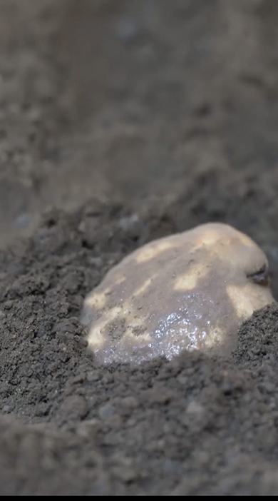 目をつぶって土に潜るアメフクラガエル