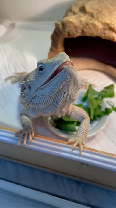 ちょっと舌ペロしながら咀嚼するトカゲさん