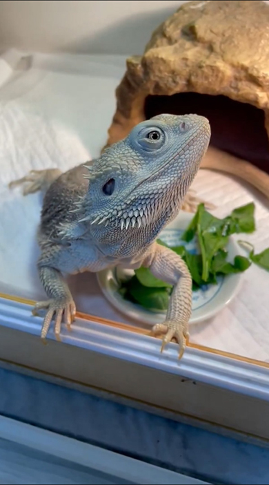 右を見るトカゲさん