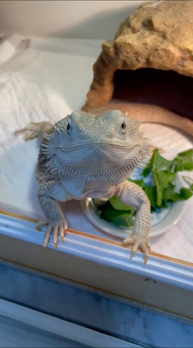 正面を見るトカゲさん