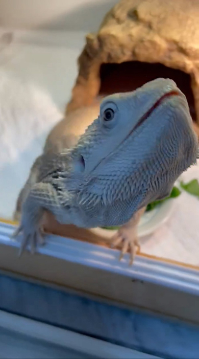 身を乗り出すトカゲさん