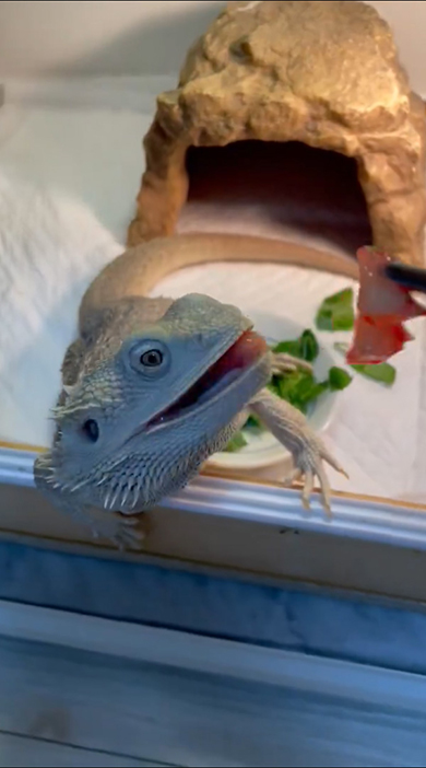 イチゴに向かって舌ペロするトカゲさん